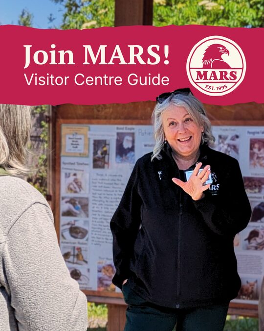 Custom MARS template example