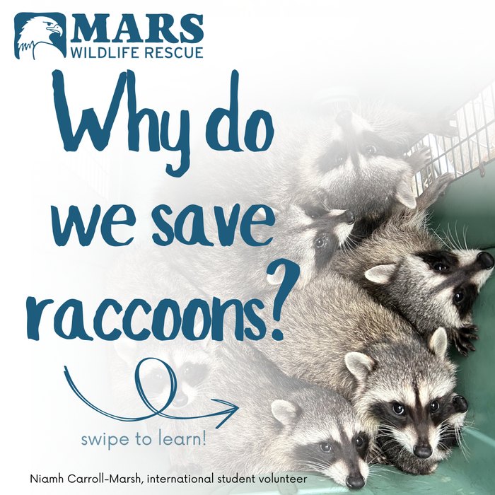 Same template with MARS branding